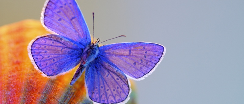 Все о бабочках в Белгороде | ЗооТом портал о животных