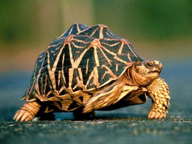 Все о черепахах в Белгороде | ЗооТом портал о животных