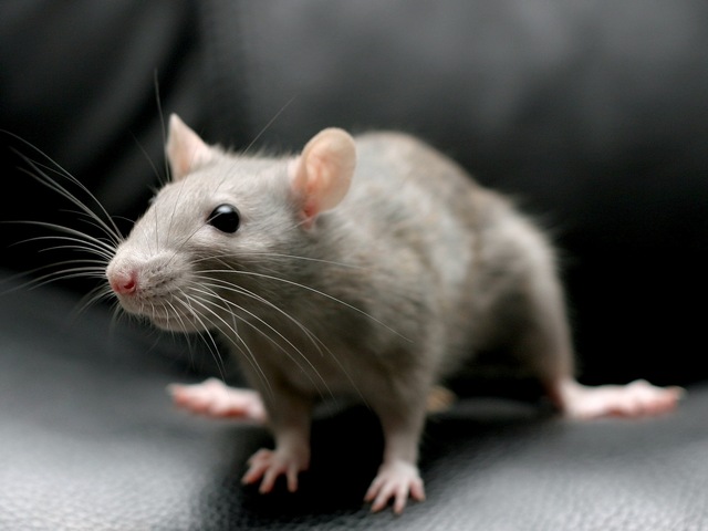 Все о крысах в Белгороде | ЗооТом портал о животных