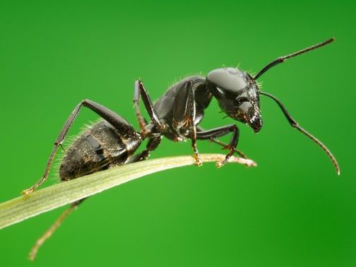 Все о муравьях в Белгороде | ЗооТом портал о животных