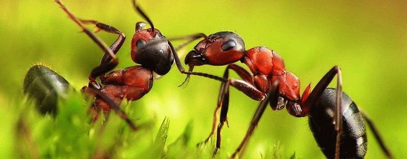Все о муравьях в Белгороде | ЗооТом портал о животных