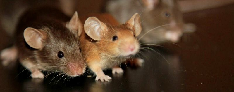 Все о мышах в Белгороде | ЗооТом - продажа, вязка и услуги для животных в Белгороде