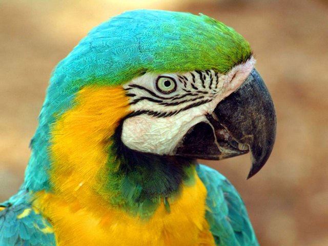 Все о попугаях в Белгороде | ЗооТом портал о животных