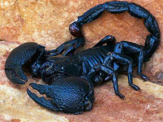 Все о скорпионах в Белгороде | ЗооТом портал о животных