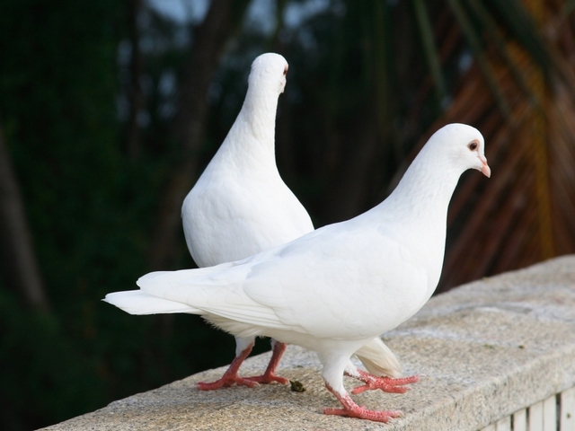 Все о голубях | ЗооТом - продажа, вязка и услуги для животных в Белгороде