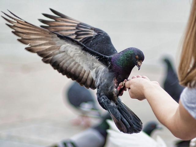 Все о голубях | ЗооТом - продажа, вязка и услуги для животных в Белгороде