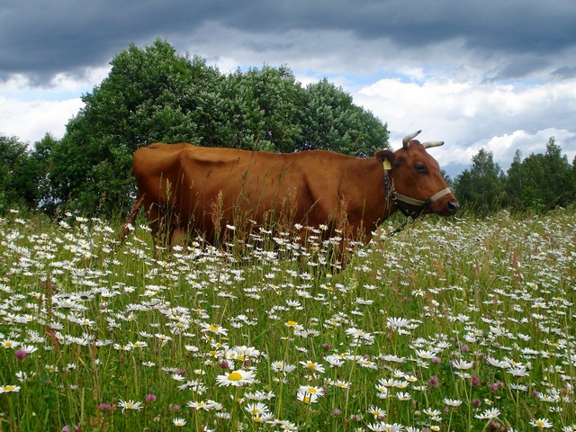 Все о коровах в Белгороде | ЗооТом портал о животных
