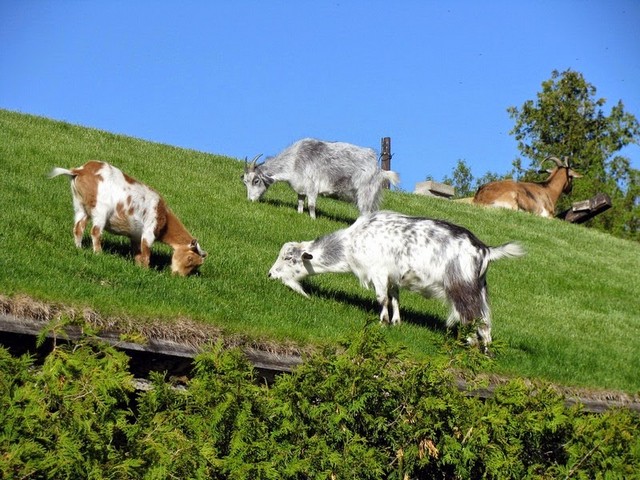 Все о козах в Белгороде | ЗооТом портал о животных