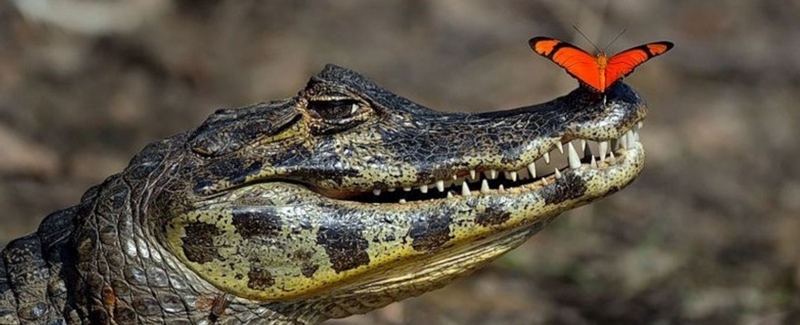 Все о крокодилах в Белгороде | ЗооТом портал о животных