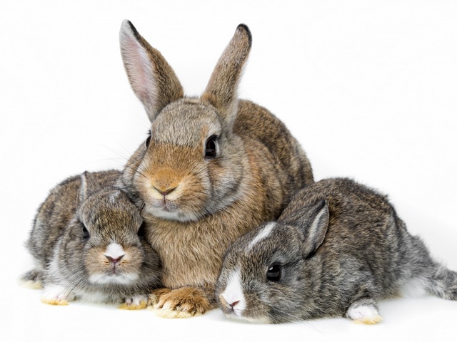 Все о кроликах в Белгороде | ЗооТом портал о животных