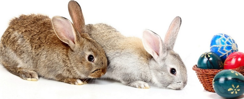 Все о кроликах в Белгороде | ЗооТом портал о животных