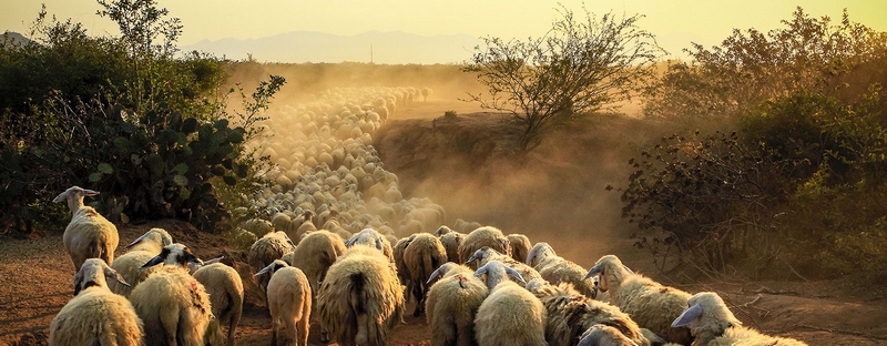 Все об овцах в Белгороде | ЗооТом портал о животных