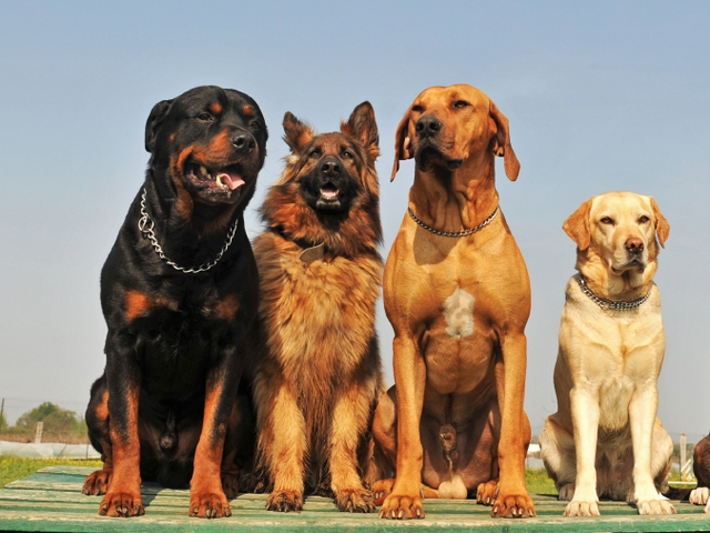 Крупные породы собак в Белгороде | ЗооТом портал о животных