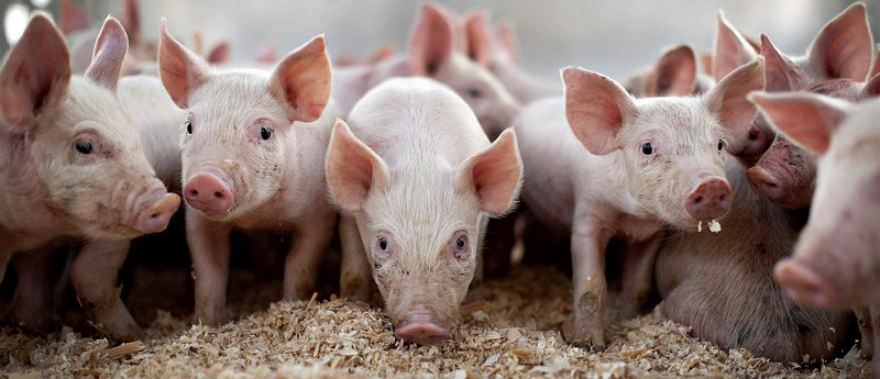 Все о свиньях в Белгороде | ЗооТом портал о животных