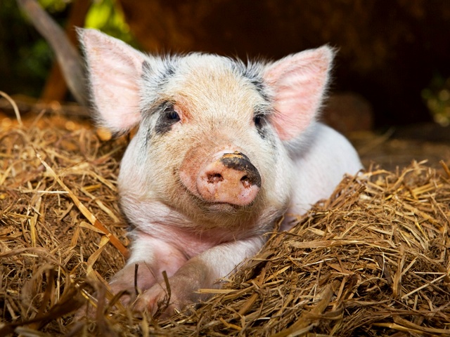 Все о свиньях в Белгороде | ЗооТом портал о животных
